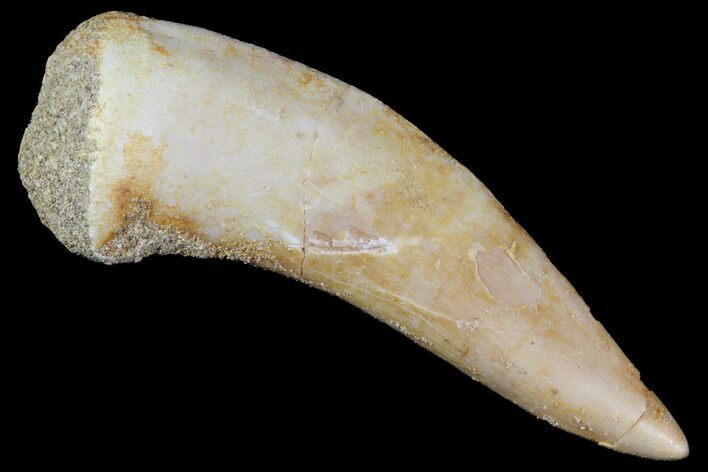 Enchodus Fang - Extinct Bony Fish #76004